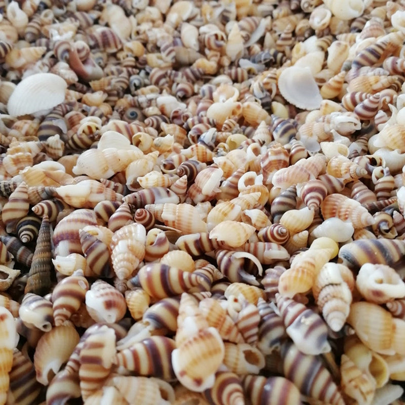 Natural Shells for Resin